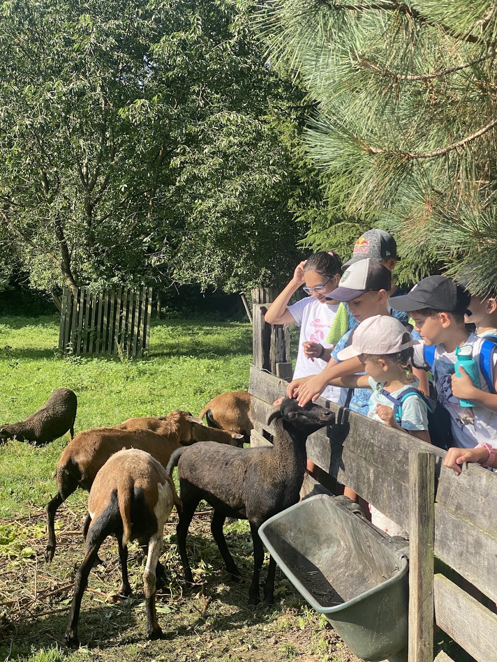 Krmení ovcí a koz na farmě