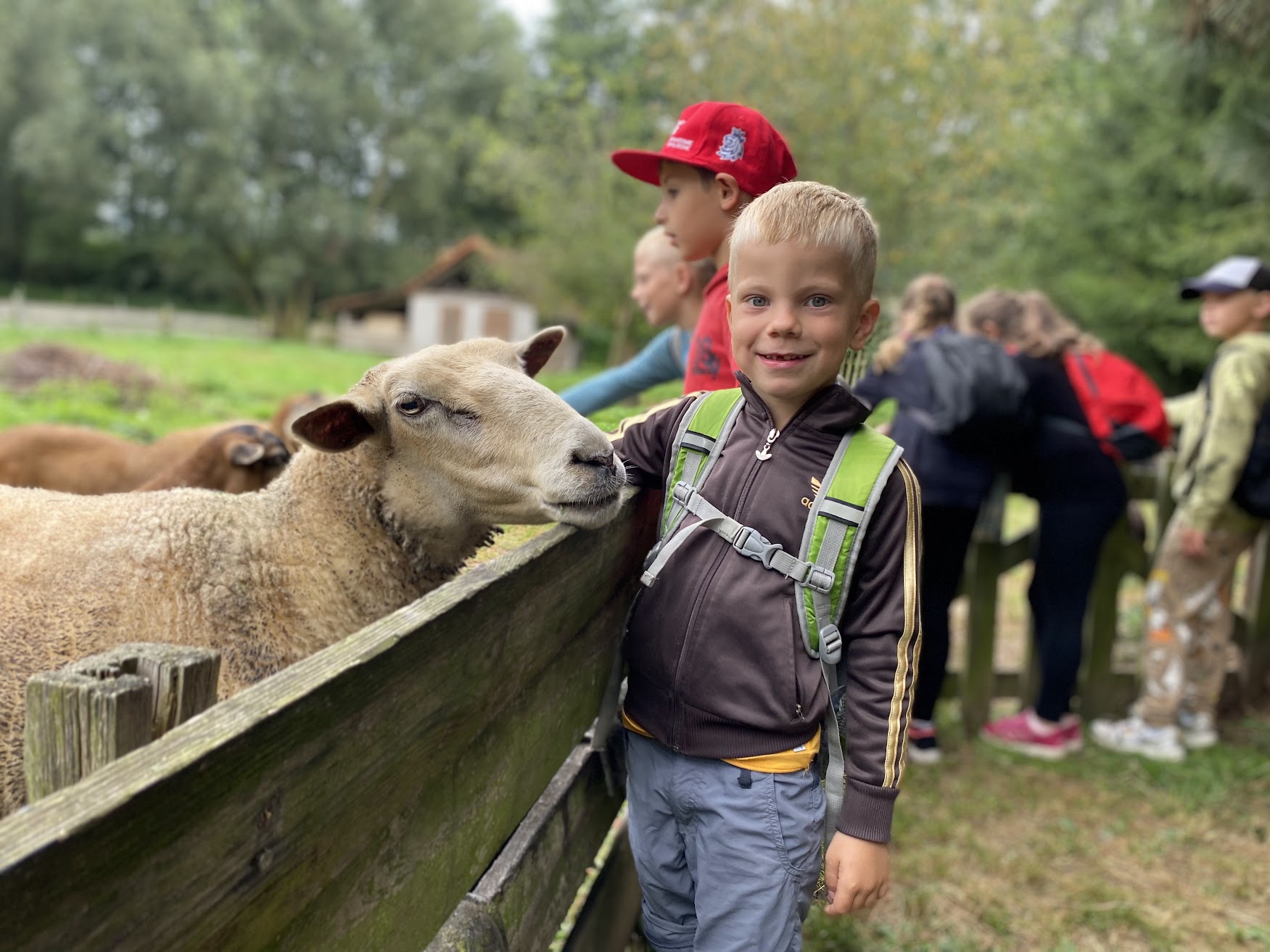 Chlapec s ovečkou na farmě
